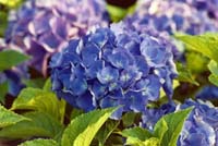 La construction du bassin à koï de JFR - introduction 1