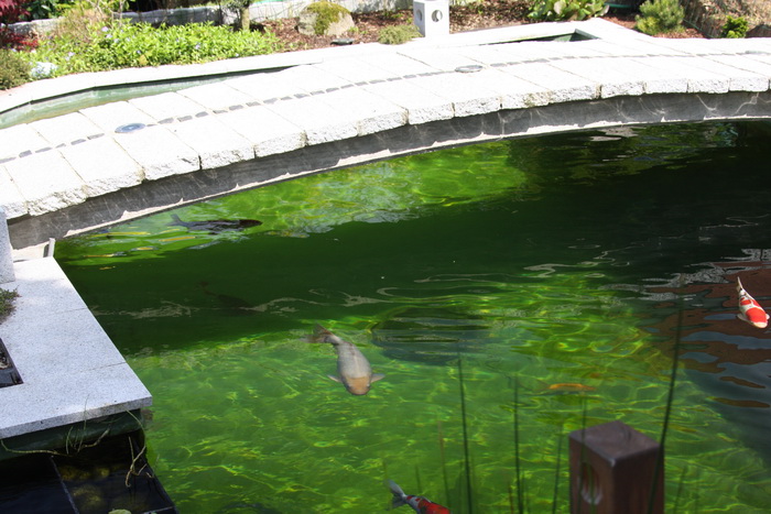 The koi pond of ZOOM 3  2 
