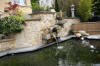 Petit bassin � koi en Alsace : les premi�res photos  47 
