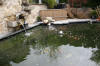 Petit bassin � koi en Alsace : les premi�res photos  46 