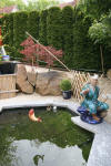 Petit bassin � koi en Alsace : les premi�res photos  38 