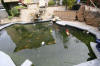 Petit bassin � koi en Alsace : les premi�res photos  44 