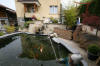 Petit bassin � koi en Alsace : les premi�res photos  31 