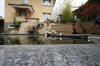 Petit bassin � koi en Alsace : les premi�res photos  28 