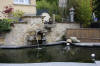 Petit bassin � koi en Alsace : la suite photos  45 