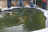 Petit bassin � koi en Alsace : la suite photos  36 