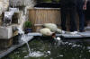 Petit bassin � koi en Alsace : la suite photos  26 