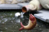 Petit bassin � koi en Alsace : photos et vid�o  39 