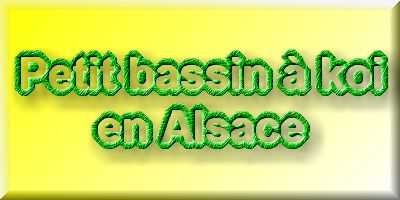 Petit bassin � koi en Alsace : les premi�res photos  1 