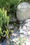 bassin a Ko� dans un jardin Alsace 2007 - 2  4 