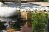 bassin a Ko� dans un jardin Alsace 2007 - 3  20 