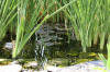 bassin a Ko� dans un jardin Alsace 2007 - 4  14 
