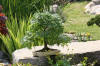bassin a Ko� dans un jardin Alsace 2007 - 5  36 