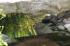 bassin a Ko� dans un jardin Alsace 2007 - 5  15 