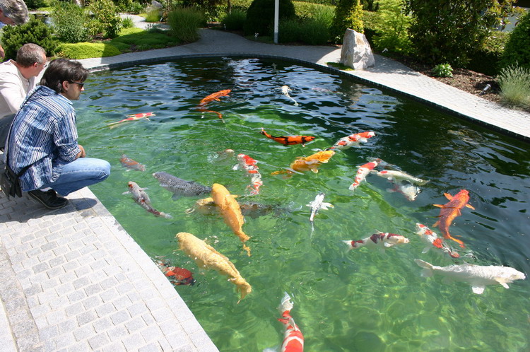 AS II Aberle - Le grand bassin  2 