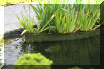 AS II Aberle - Le petit bassin plant�  14 