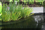 AS II Aberle - Le petit bassin plant�  13 