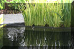AS II Aberle - Le petit bassin plant�  12 