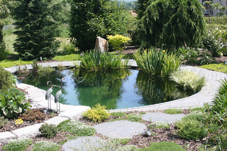 AS II Aberle - Le petit bassin plant�  2 