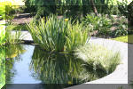 AS II Aberle - Le petit bassin plant�  5 