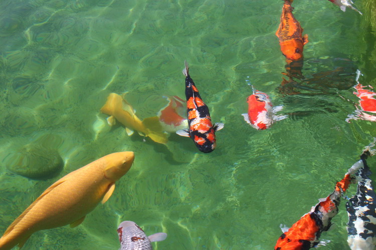 AS II Aberle - photos 1  2 