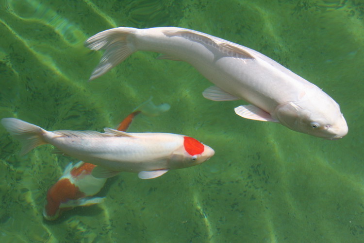 AS II Aberle - Qualit� de l'eau  8 