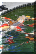 AS II Aberle - Premi�re photos  16 