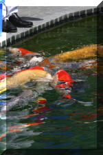 AS II Aberle - Premi�re photos  15 