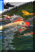 AS II Aberle - Premi�re photos  12 