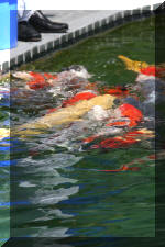 AS II Aberle - Premi�re photos  11 