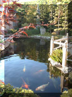 Bassin � ko� 2_1  20 