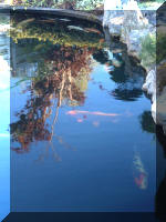 Bassin � ko� 2_1  21 