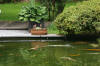 Le bassin � koi de Luc   3 