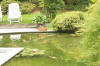 Le bassin � koi de Luc   7 