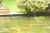 Le bassin � koi de Luc   5 