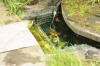 Le bassin � koi de Luc   12 