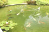 Le bassin � koi de Luc   14 