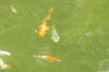 Le bassin � koi de Luc   16 