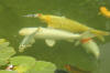 Le bassin � koi de Luc   21 