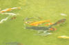 Le bassin � koi de Luc   20 