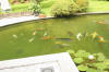 Le bassin � koi de Luc   19 