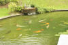 Le bassin � koi de Luc   23 