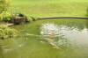 Le bassin � koi de Luc   24 