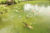 Le bassin � koi de Luc   37 