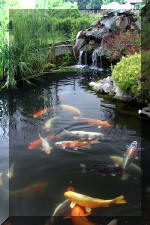 Un bassin � champions  14 