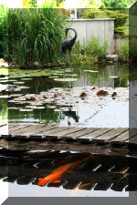 Un bassin � champions le bassin  2 