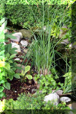 Un bassin � championsla rivi�re  18 