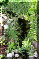 Un bassin � championsla rivi�re  3 