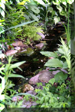 Un bassin � championsla rivi�re  16 