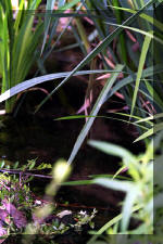 Un bassin � championsla rivi�re  12 